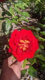 Ketchup & Mustard Floribunda rose unique red with yellow reverse continuous blooms hardy and prolific