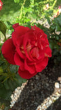 Ketchup & Mustard Floribunda rose unique red with yellow reverse continuous blooms hardy and prolific