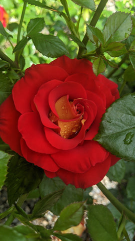 Ketchup & Mustard Floribunda rose unique red with yellow reverse continuous blooms hardy and prolific