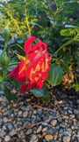 Ketchup & Mustard Floribunda rose unique red with yellow reverse continuous blooms hardy and prolific