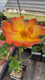 Playboy rose