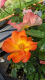 Playboy rose