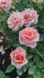 Tournament of Roses (JACient)