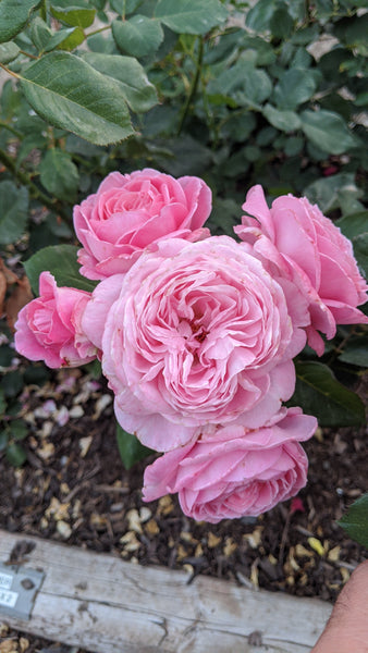 Summer Romance (KORtekcho) – Northland Rosarium