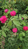 Rose de Rescht  (Portland)
