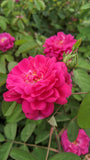 Rose de Rescht  (Portland)