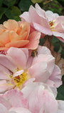 Distant Drums rose Griffith Buck unique cut floral arrangements hardy and disease resistant