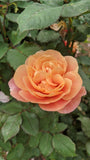Distant Drums rose Griffith Buck unique cut floral arrangements hardy and disease resistant