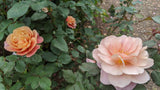 Distant Drums rose Griffith Buck unique cut floral arrangements hardy and disease resistant