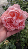 Sweet Mademoiselle (MEInostair) 2018