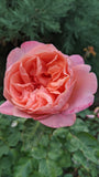 Sweet Mademoiselle (MEInostair) 2018