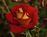 Ketchup & Mustard Floribunda rose unique red with yellow reverse continuous blooms hardy and prolific