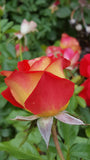 Ketchup & Mustard Floribunda rose unique red with yellow reverse continuous blooms hardy and prolific