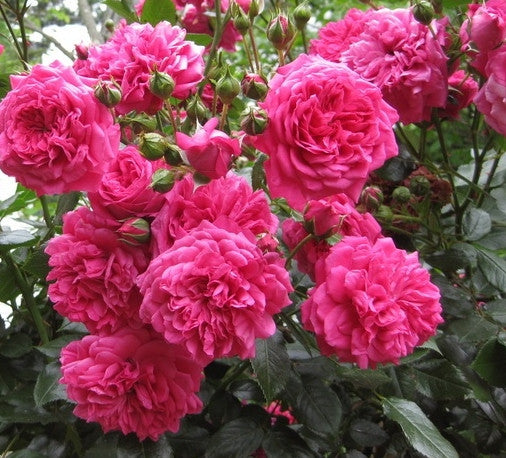 Laguna (KORadigel) – Northland Rosarium