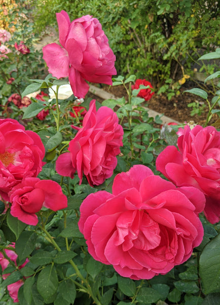 MVIMG_20201002_170658_2_600x60