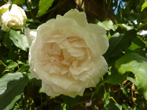 Madame Alfred Carriere