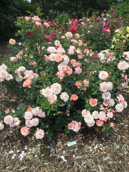 Marie Curie (MEIlomit) – Northland Rosarium