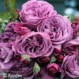 Plum Perfect ®  (KORvodacom)