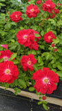 Red Ribbons ®  (KORtemma)