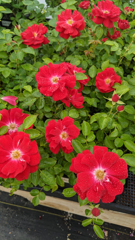 Red Ribbon Ground Cover Roses Ground Cover Roses – Northland Rosarium