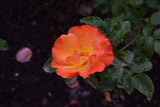 Playboy rose