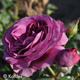 Plum Perfect ®  (KORvodacom)
