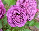 Plum Perfect ®  (KORvodacom)