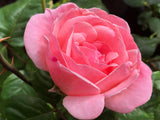 Queen Elizabeth