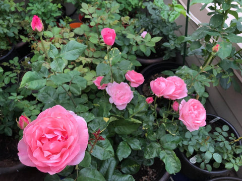 Queen Elizabeth Rose (Rosa 'Queen Elizabeth') in Augusta Manchester  Lewiston Waterville Maine ME at Longfellow's Greenhouses