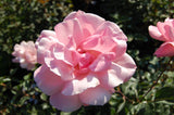 Queen Elizabeth