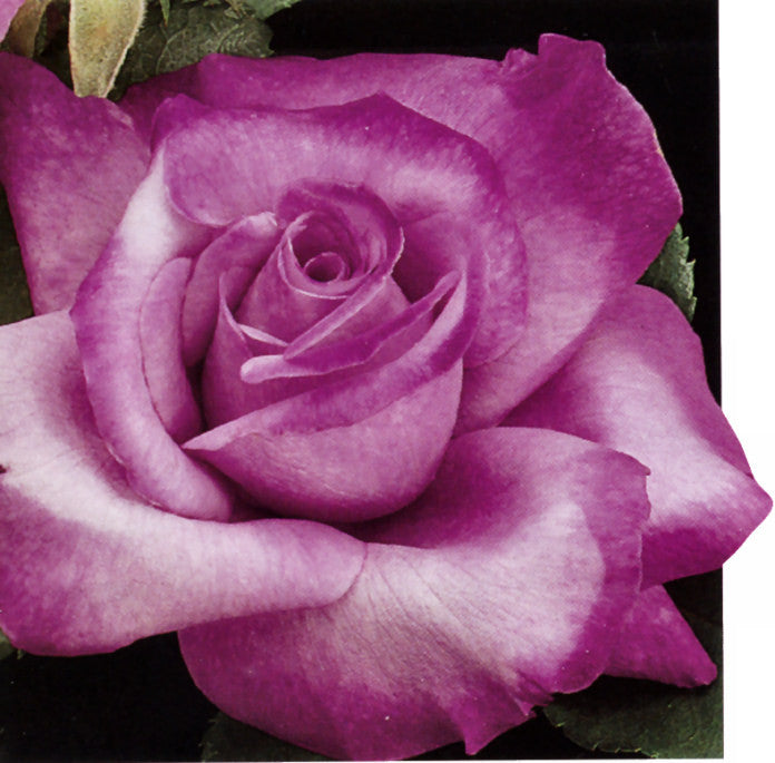 Bush Rose Fragrant Plum