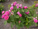 Rose de Rescht  (Portland)