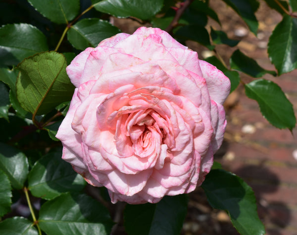 Savannah (KORvioros) – Northland Rosarium