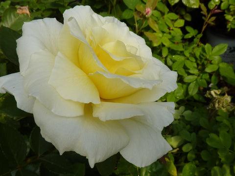 White Licorice (WEKdidusinra)