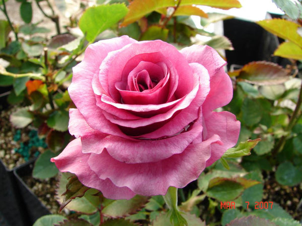 barbra_strisand_600x600.jpeg?v