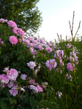 Ispahan