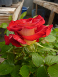 Ketchup & Mustard Floribunda rose unique red with yellow reverse continuous blooms hardy and prolific