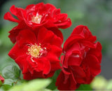 Red Ribbons ®  (KORtemma)