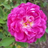 Rose de Rescht  (Portland)